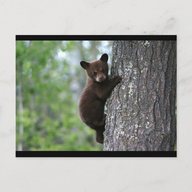 BLACK BEAR POSTCARD (Front)
