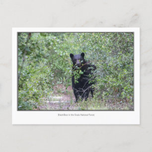 Black Bear Postcard