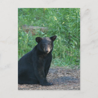 black bear postcard