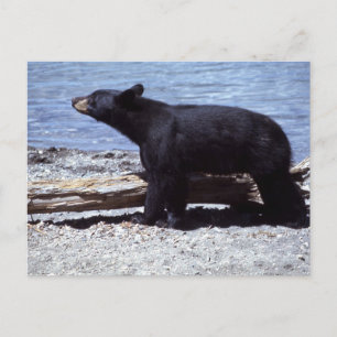 Black Bear Postcard