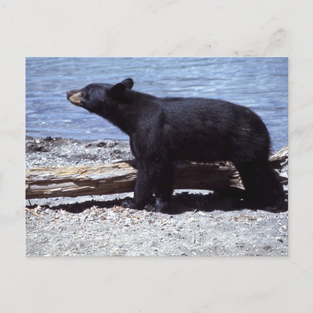 Black Bear Postcard (Front)