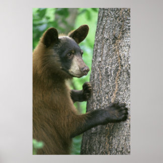 Black Bear Poster