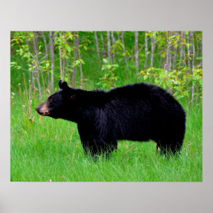 Black Bear Poster