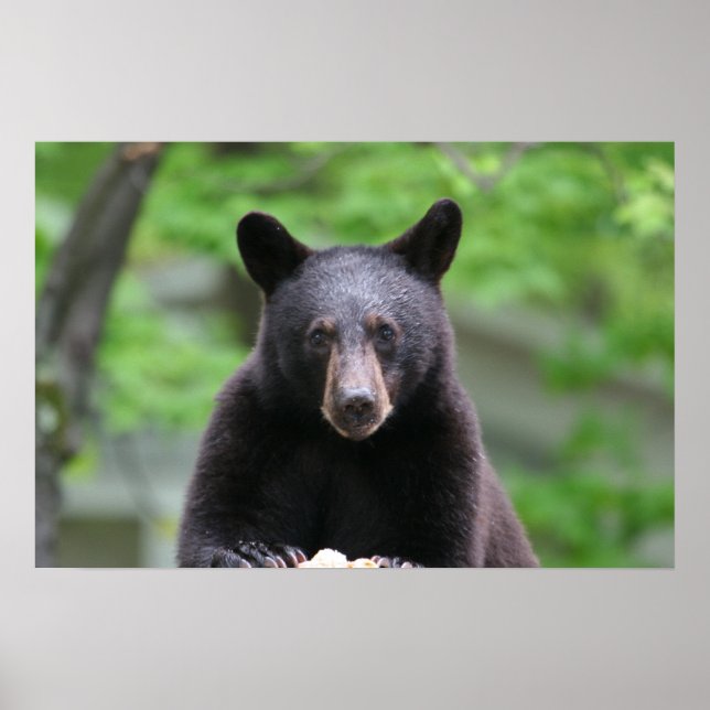 black bear poster (Front)