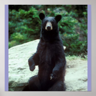Black bear poster