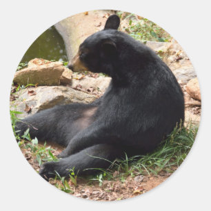 black Bear Round Sticker