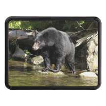 Black Bear "Salmon Spotting" Wildlife