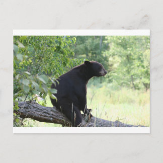 black bear sitting in tree postcard