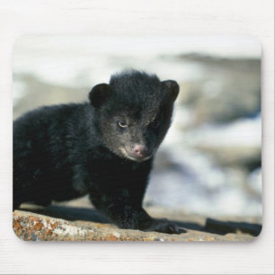 Black Bear-small cub Mouse Pad