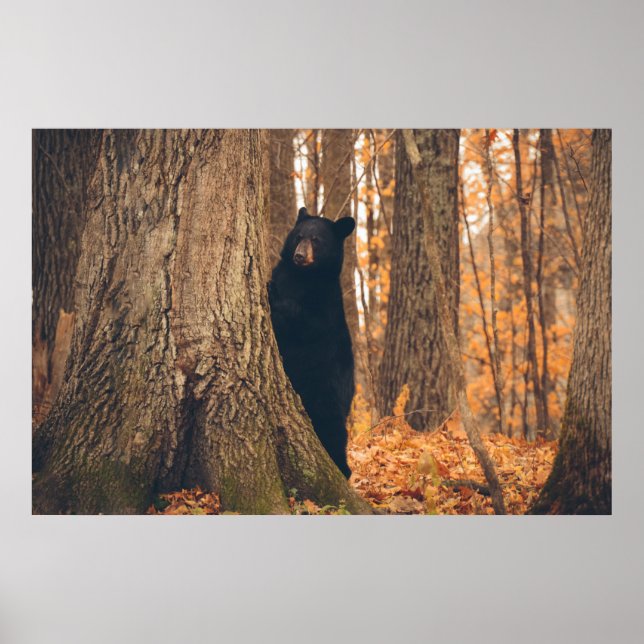 Black Bear Standing by a Tree Poster (Front)