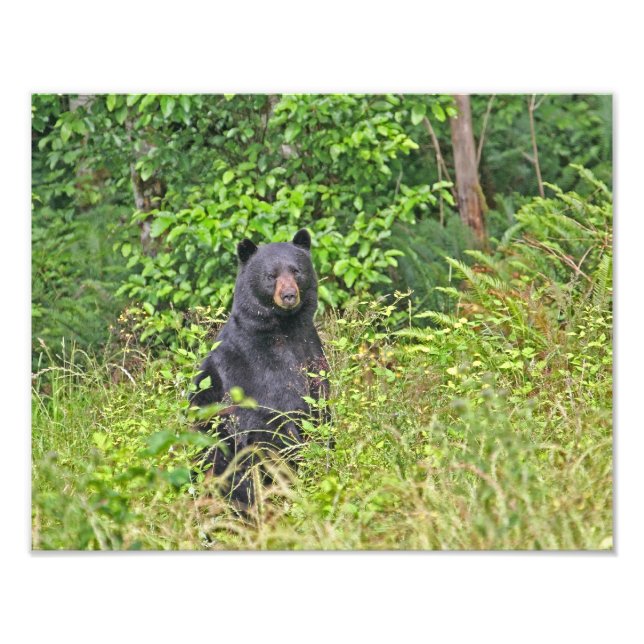 Black Bear Standing Up Photo Print (Front)