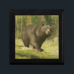 Black Bear Stepping on a Tree Trunk Gift Box<br><div class="desc">This fine art print by Oliver Kemp illustrates a brown bear stepping on a fallen tree in a forest. The pastel green colours are calming for the eye and create a nice warm feeling of the awakening nature in the spring. A great addition to any rustic home decor!</div>