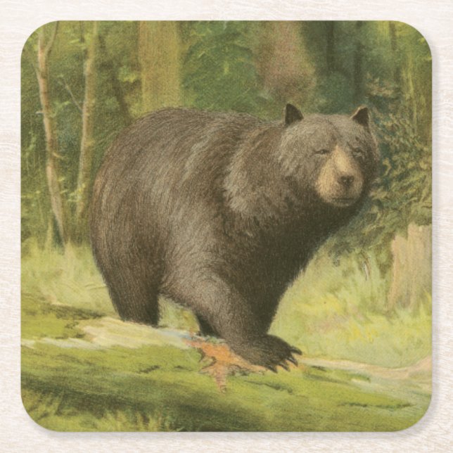 Black Bear Stepping on a Tree Trunk Square Paper Coaster (Front)