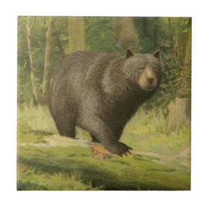 Black Bear Stepping on a Tree Trunk Tile