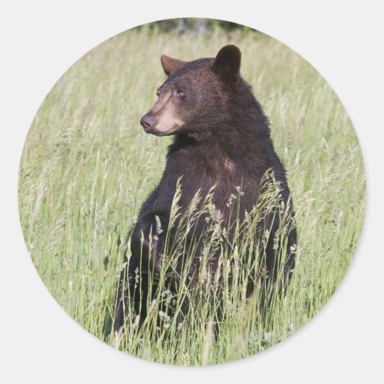Black Bear Sticker