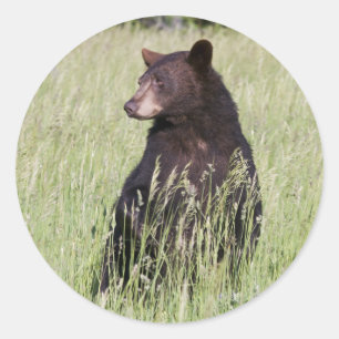 Black Bear Sticker