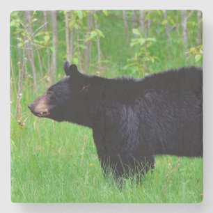 Black Bear Stone Coaster