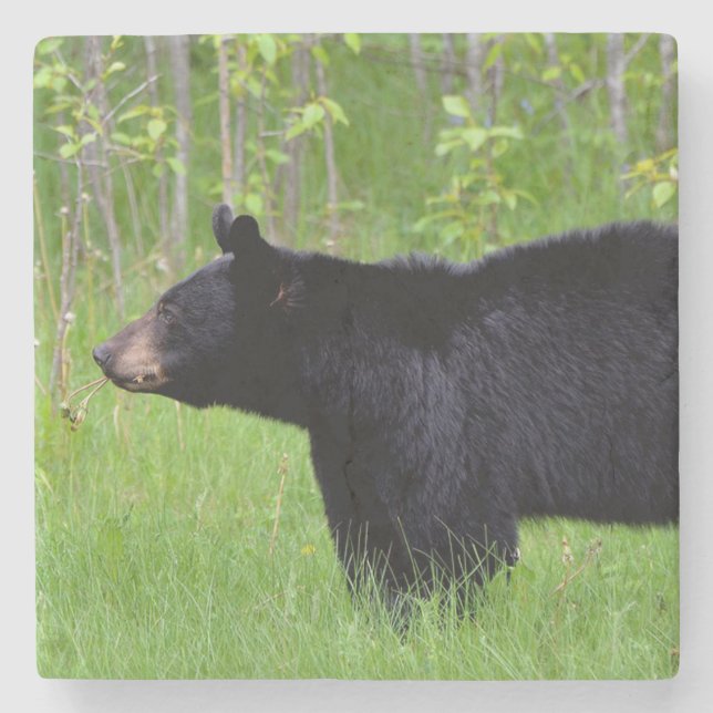 Black Bear Stone Coaster (Front)