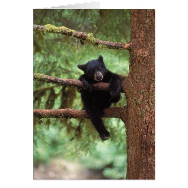 black bear, Ursus americanus, cub in a tree (Front)