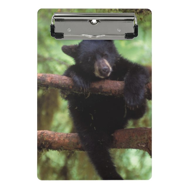 black bear, Ursus americanus, cub in a tree Mini Clipboard (Front)