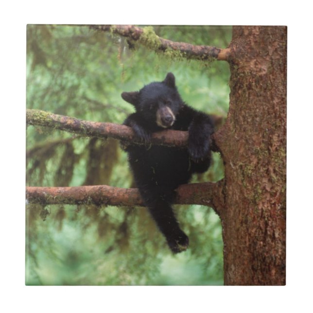 black bear, Ursus americanus, cub in a tree Tile (Front)
