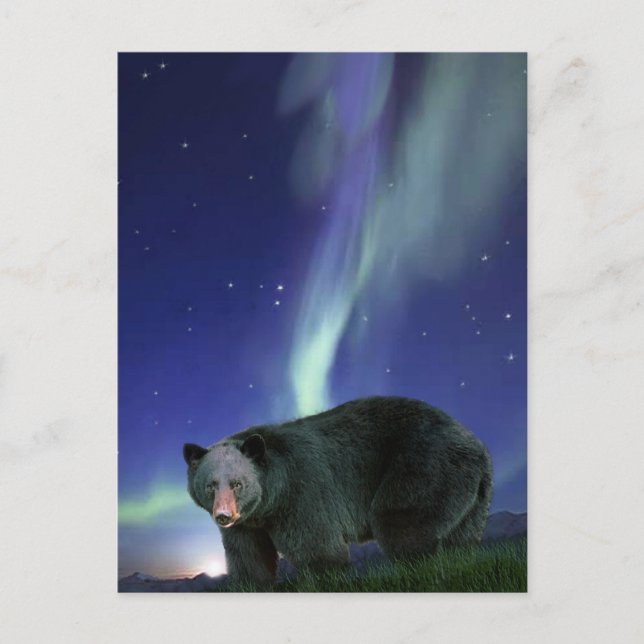 BLACK BEAR Wildlife Postcards (Front)