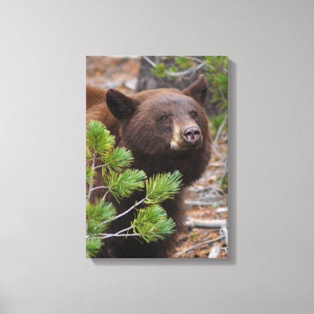 Black Bear with Blonde Colour Canvas Print (Front)