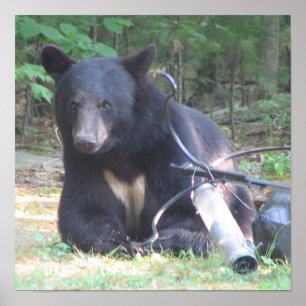Black Bear with White Heart Tattoo Poster