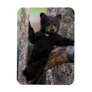 Black Bears Cub Lounging Magnet