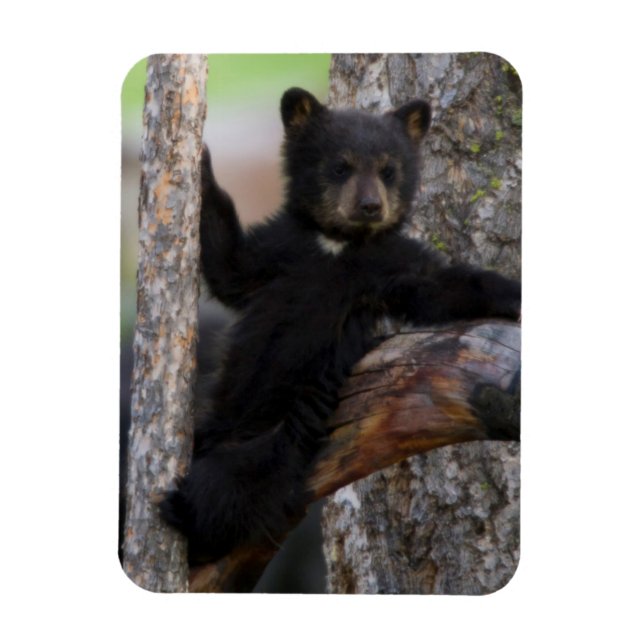 Black Bears Cub Lounging Magnet (Vertical)