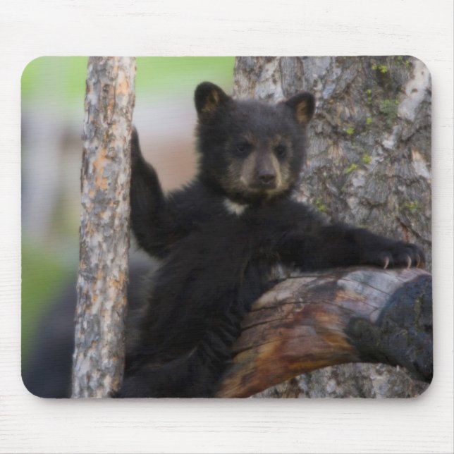 Black Bears Cub Lounging Mouse Pad (Front)