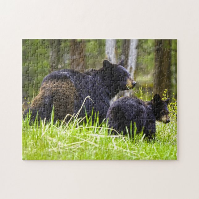 Black Bears Montana. Jigsaw Puzzle (Horizontal)