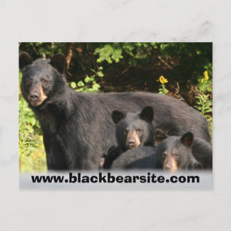 black bears postcard