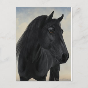Black Beauty - Black Friesian Horse Portrait Postcard