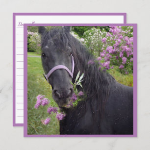 Black Beauty Friesian Horse - Carte de voeux