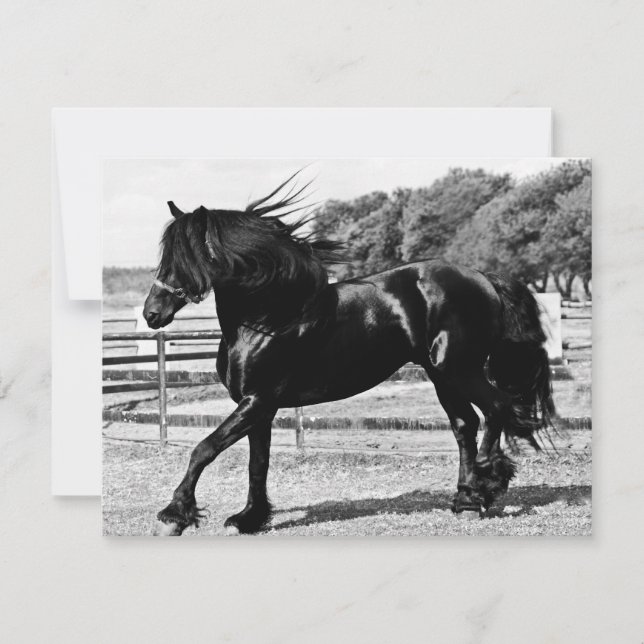 Black Beauty Horse (Front)