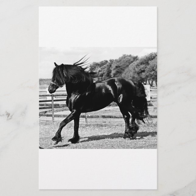 Black Beauty Horse (Front)