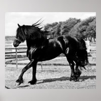 Black Beauty Horse
