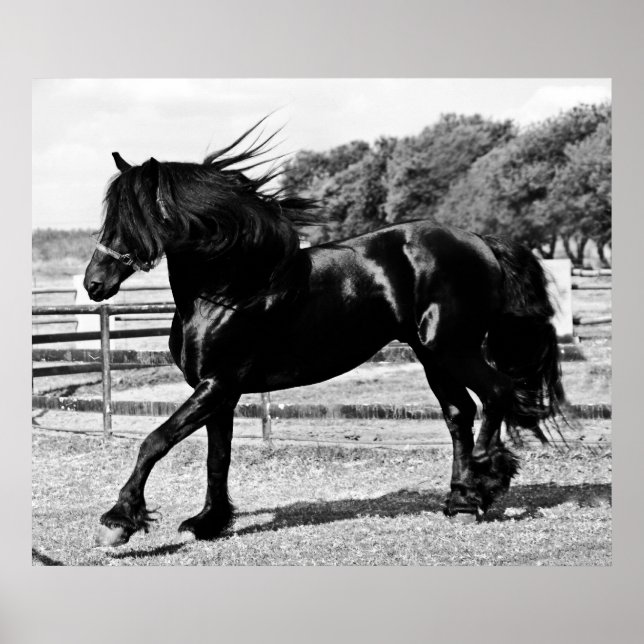 Black Beauty Horse Poster (Front)