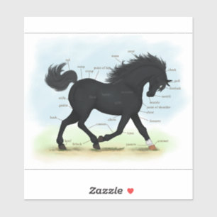 Black Beauty Parts of the Horse Anatomy Chart
