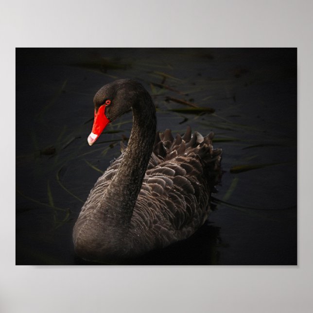 Black Beauty Poster (Front)