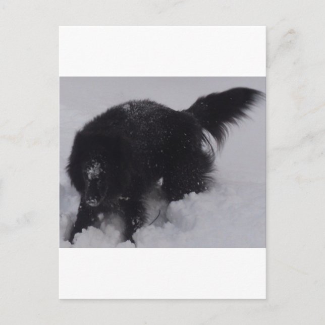 Black Belgian Shepherd in the Snow Postcard (Front)