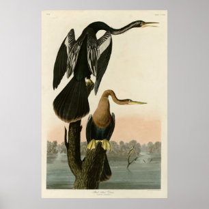 Black-bellied Darter from Audubon Birds of America Poster