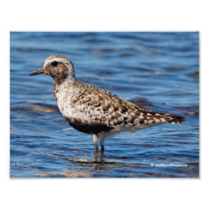Black-Bellied Plover on the Shore Photo Print