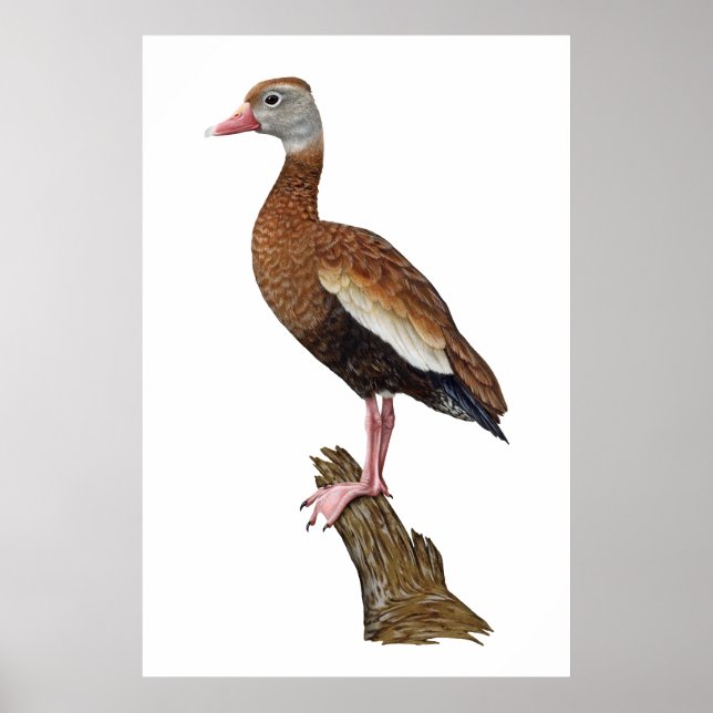 Black-bellied Whistling-duck Print (Front)