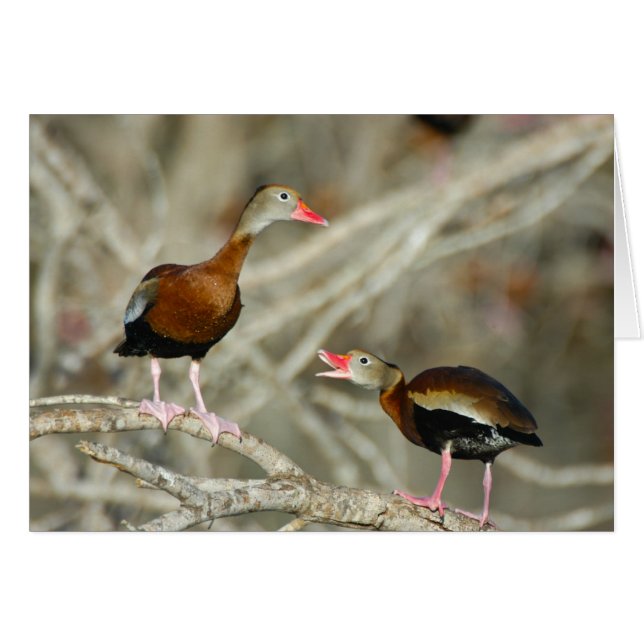 Black-bellied Whistling-Ducks (Front Horizontal)