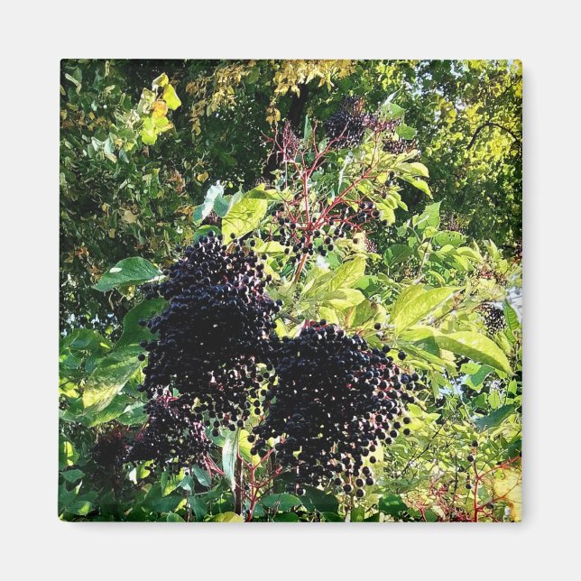 Black berries magnet (Front)