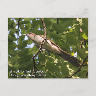 Black-billed Cuckoo Postcard