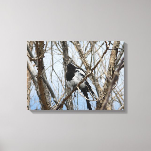 Black-billed Magpie, Colorado Canvas Print (Front)