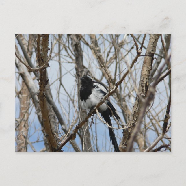 Black-billed Magpie, Colorado Postcard (Front)